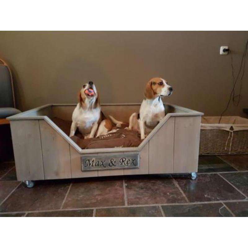 2 lieve Beagles