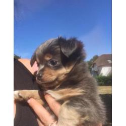 Prachtige grijze chihuahua pups