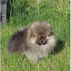 Zeer mooi Pomeranian/Pomeriaan/Dwergkeesje Reutje FCI