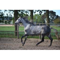 Mooie brave merrie ! meerdere paarden en ponys te koop !