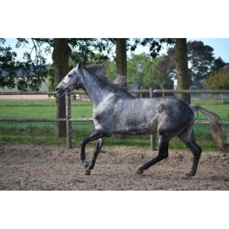 Mooie brave merrie ! meerdere paarden en ponys te koop !