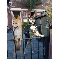 Shiba Inu Puppys te koop