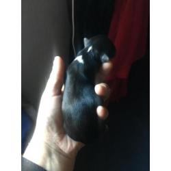 Chihuahua pups