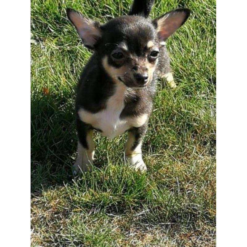 Chihuahua