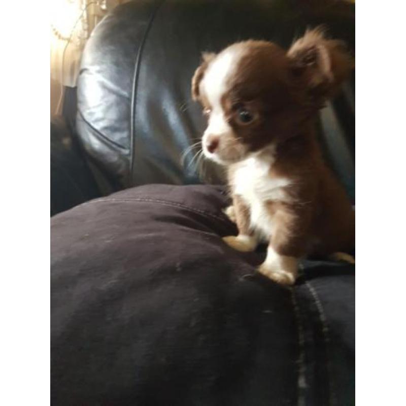 Chihuahua reutje zeer klein