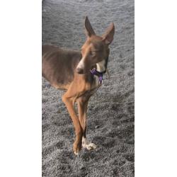Ebony, 1 jaar